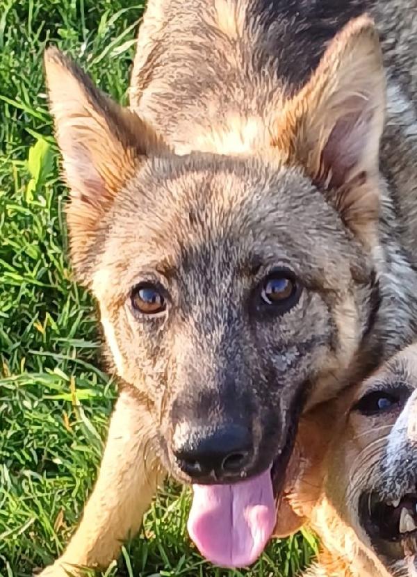 BOBB, fantastico cucciolone diversamente abile Foto 4